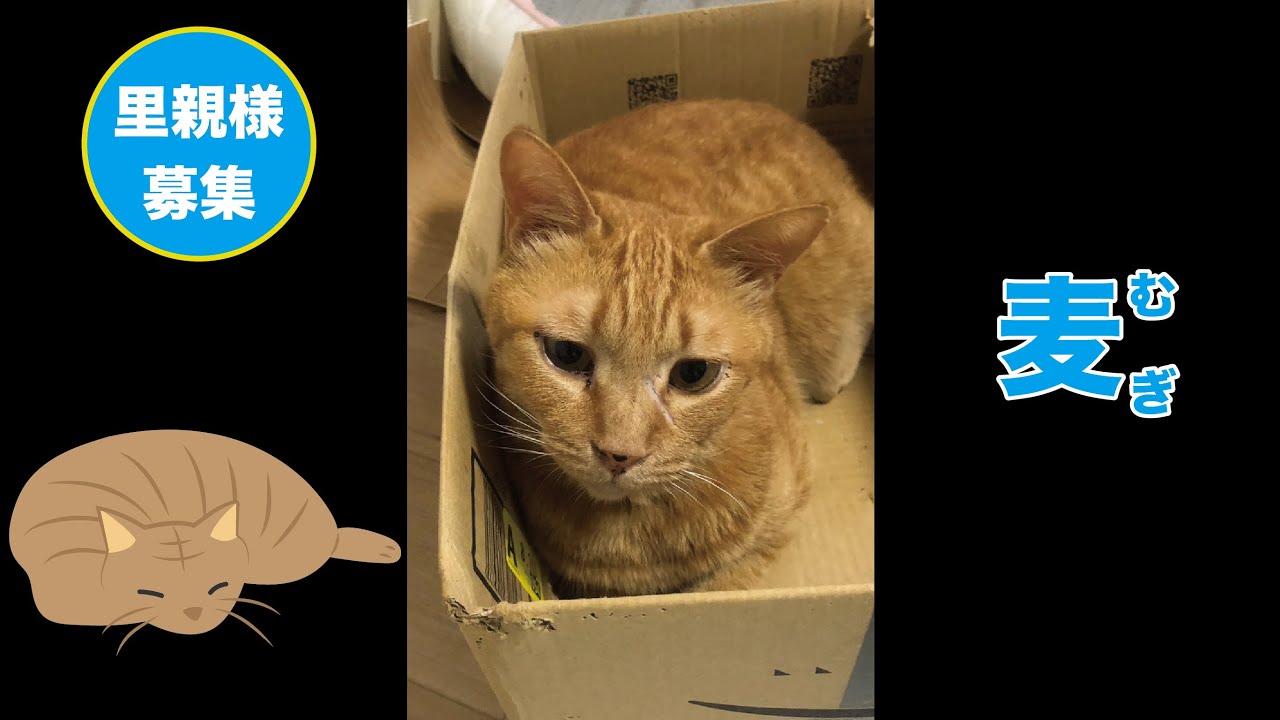 【里親募集】麦（むぎ）　5歳　♂　茶トラ　猫