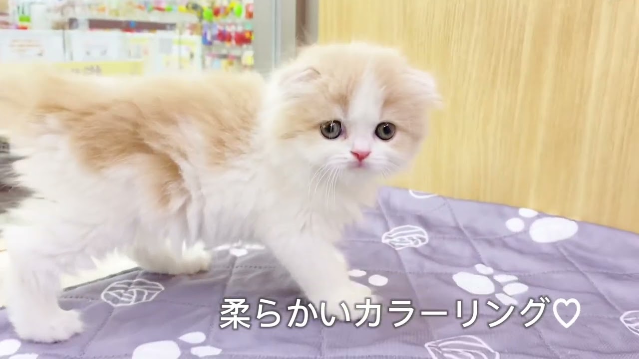 2024.8.27優しいカラーリングのスコティッシュフォールドちゃん♡