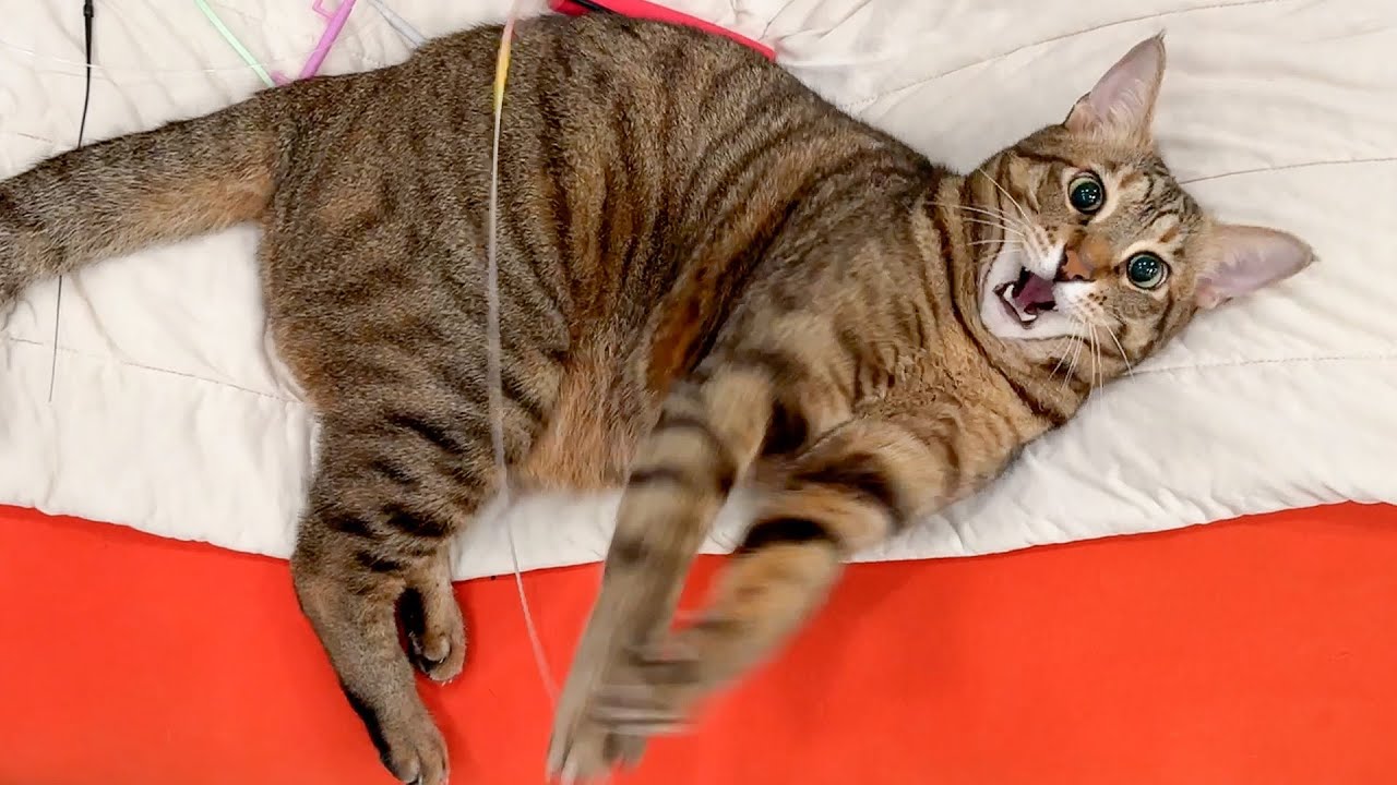 楽しんで遊んでるようには見えない表情をしていしまう猫