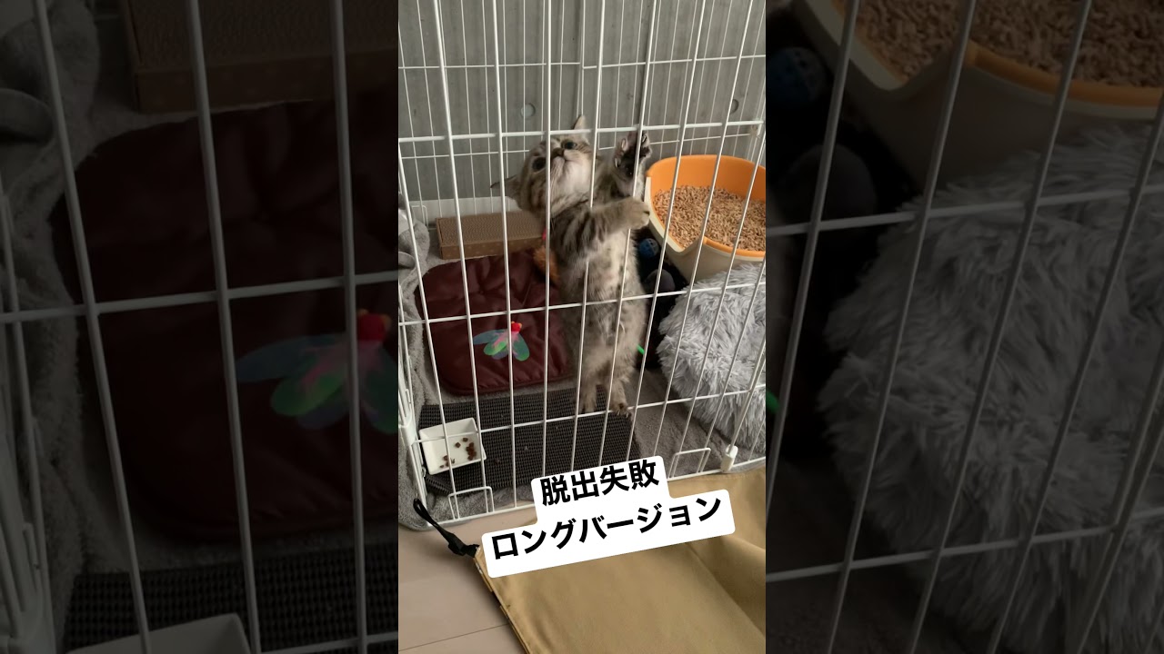 【脱出失敗ロングバージョン】悔しそう🤣笑#cat #短足マンチカン #こねこ #子猫 #マンチカン #猫 #ねこ #癒し #かわいい