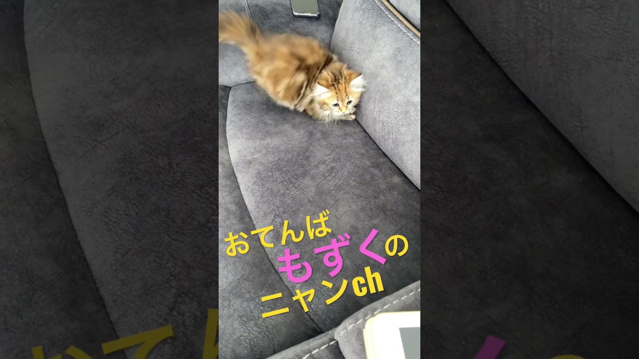 【子猫】自分のしっぽを永遠に追いかける猫　#shorts #サイベリアン