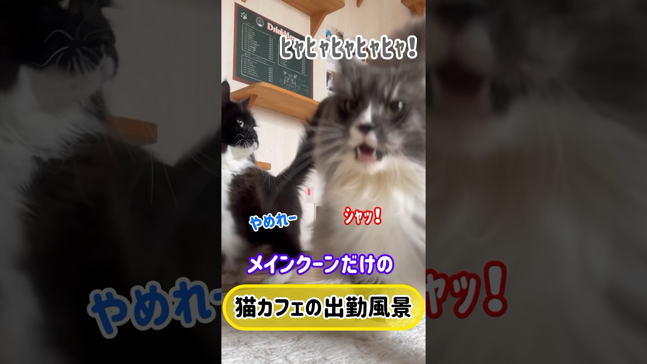メインクーンだけの【猫カフェの出勤風景】#cat #cooncat #もふ