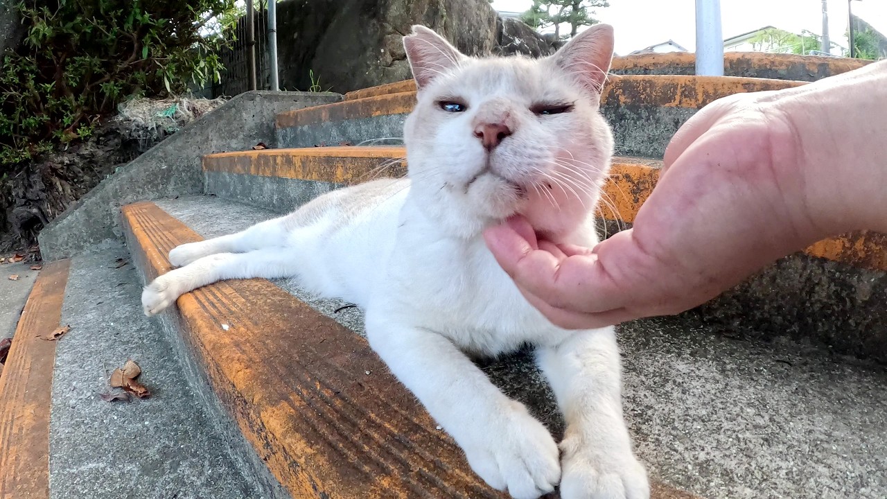 おっとりとしたシャム猫と気が強いキジシロ猫をモフる