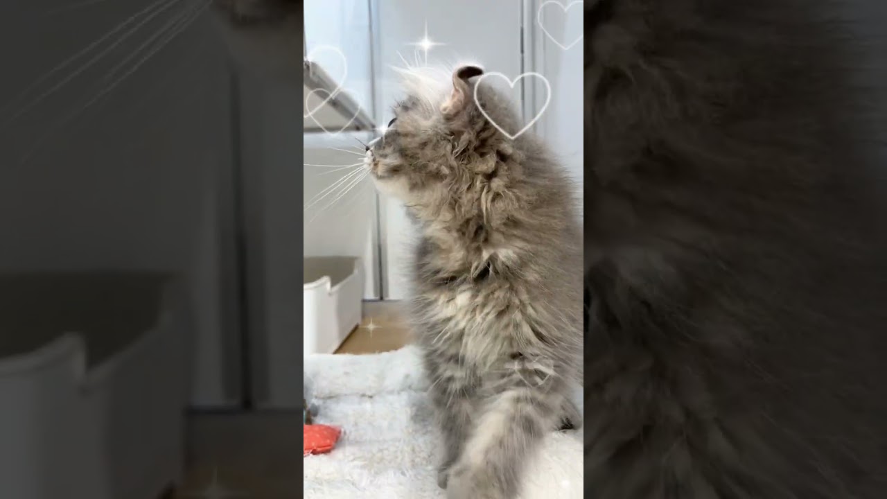 for cats横浜元町店の可愛いアメリカンカールちゃん🐱♪