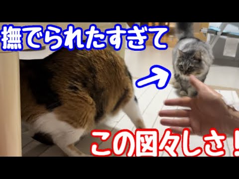 他の猫を呼んでるのに強引に割り込むシャム子！ドジなくせにその辺の駆け引きは上手　#元野良 #ネコ #元野良猫 #ねこ #保護猫