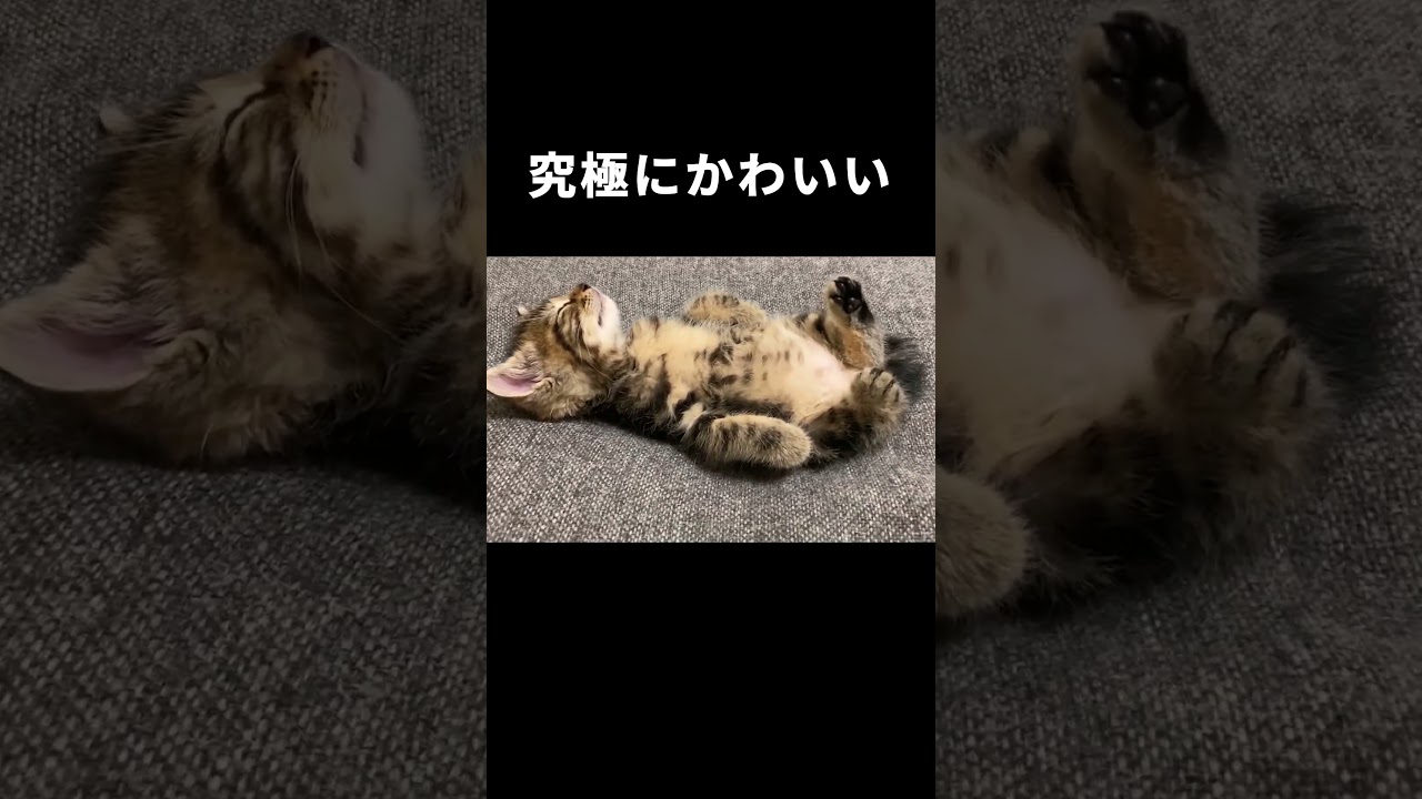 ソファで爆睡する子猫　#保護猫  #kitty