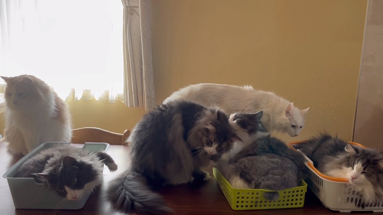 【日常✨】個性豊かなもふ猫たちのかわいい日常🩷ターキッシュアンゴラとノルウェージャンフォレストキャット