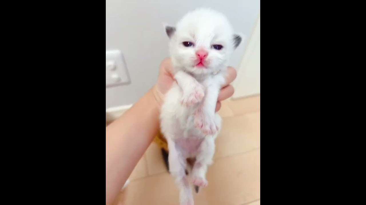 ラグドール お耳が小さくお鼻も短い❤まぁるいお顔がとってもCUTE♪（毛色：シールポイントバイカラー）