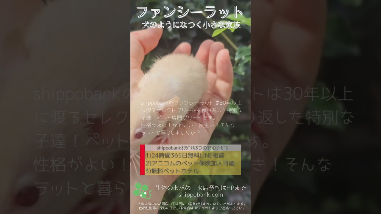 2024.08.21up #ファンシーラット　ヒマラヤンストレートダンボ　メス　横浜市のペット専門ネズミブリーダー　お問い合わせ・来店予約はHPより