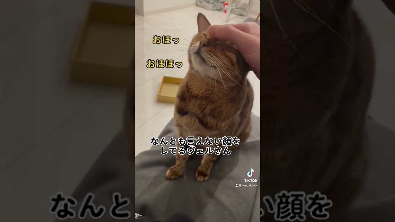 おほほ〜　#shorts #ベンガル猫 #猫のいる日常