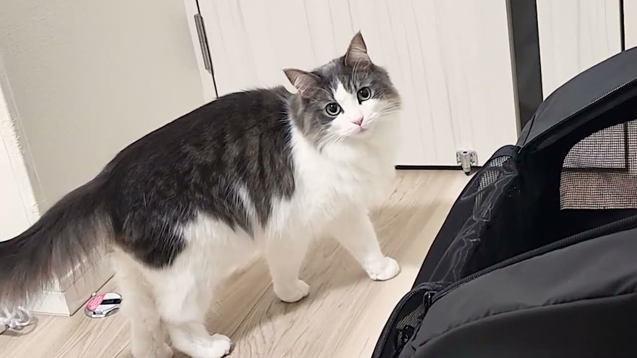 猫が集中モードを邪魔されるとどうなる？【なかなか聞けない猫の鳴き声】