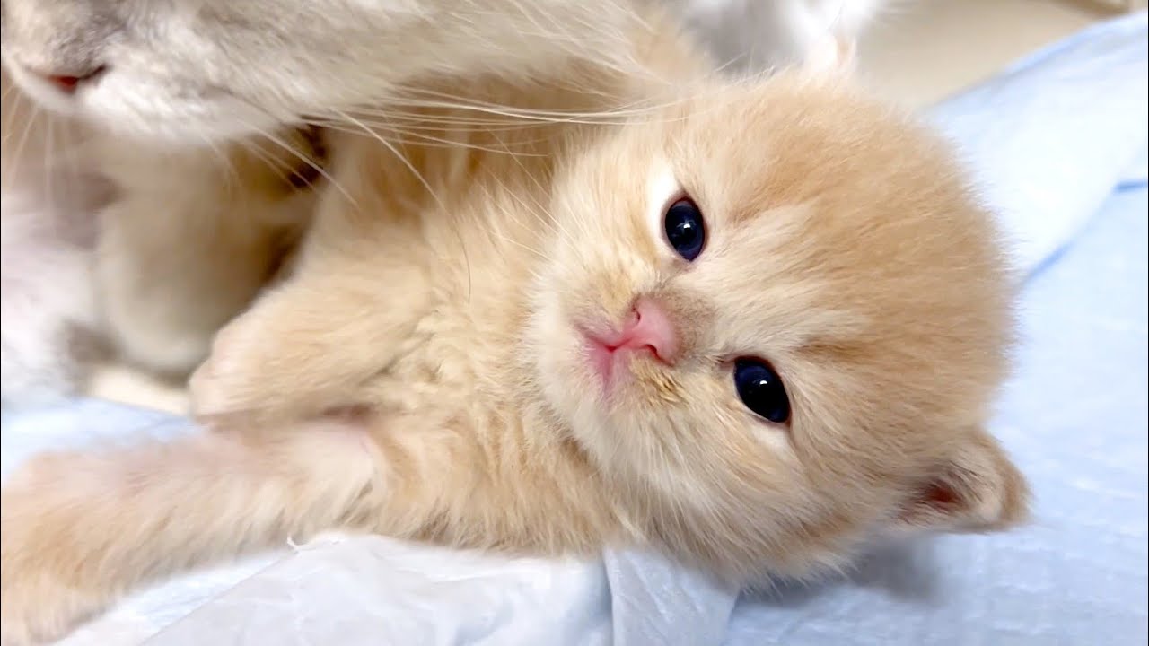 【マンチカンの子猫】寝顔が可愛い？子猫達の件 ～猫のいる生活Vol.1007～出産動画 マンチカン短足・ミヌエット・ペルシャ猫専門ブリーダー『ペット蔵人』【子猫の成長記録】