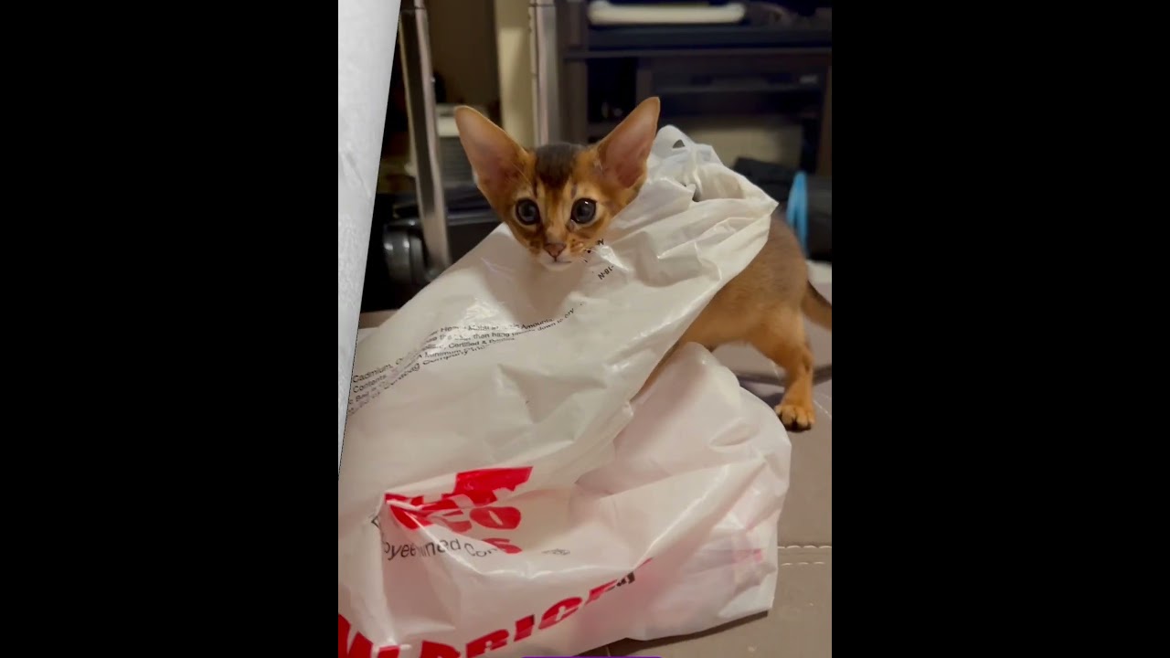 Life of a cat mom 🙀😻#abyssiniancat #catshots #catlife #shots #catmom #cat #aby