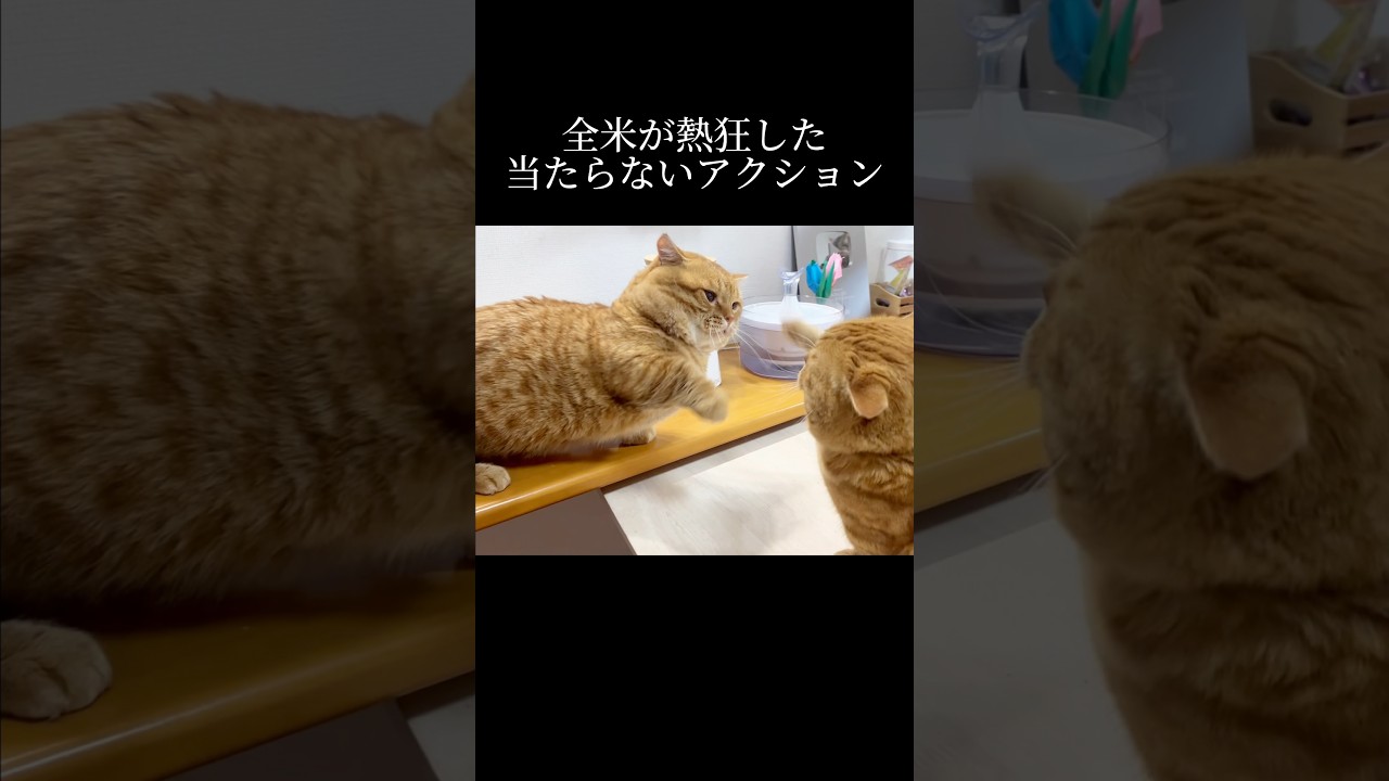 近日公開予定 #猫 #マンチカン #shorts