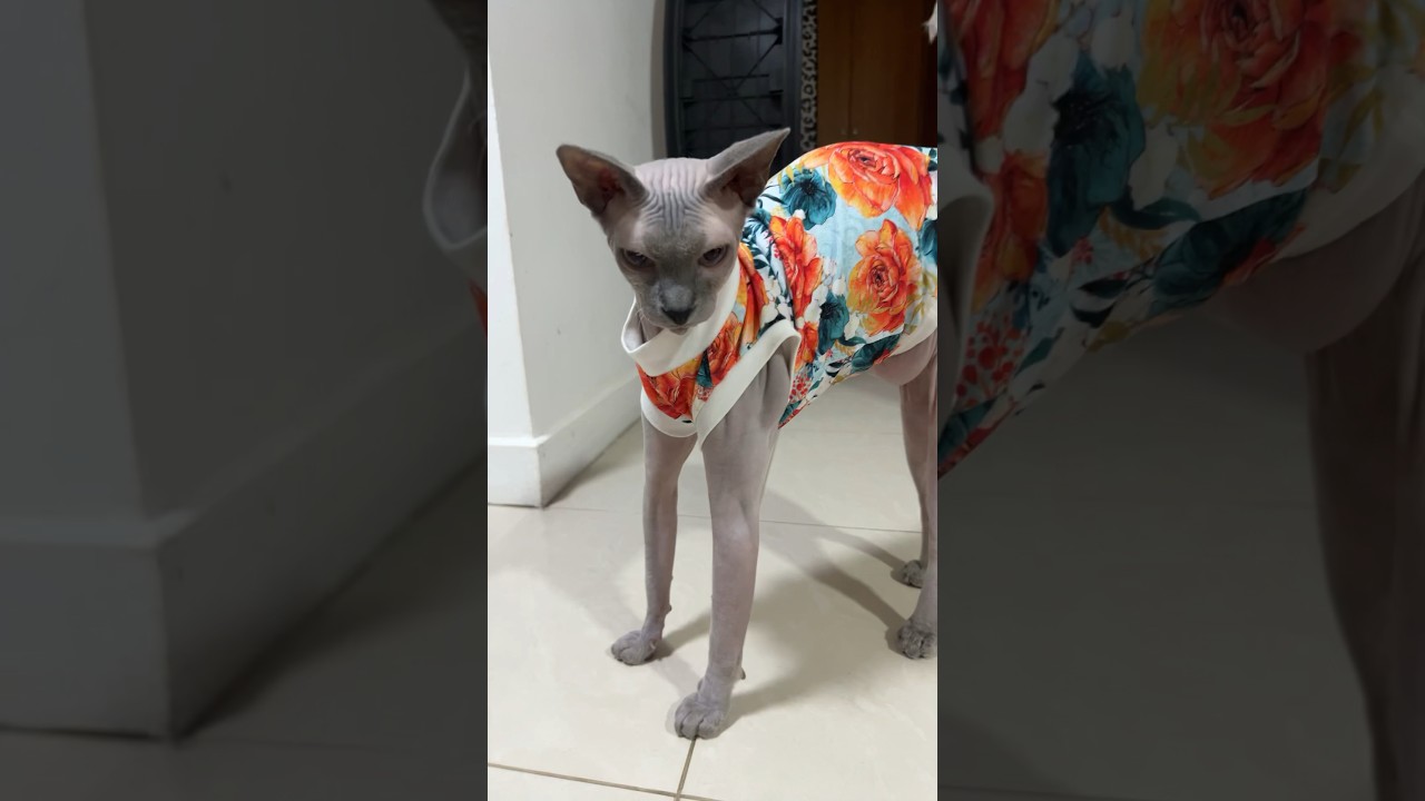 毛のない猫ってなんでこんなに可愛いの？【スフィンクス猫】