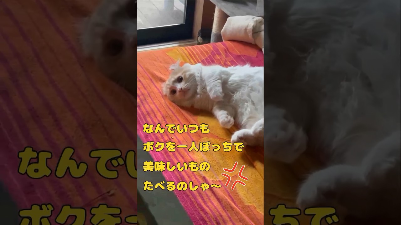 【キンカロー】やさぐれ困り顔ふて寝毛玉【マンチカール】