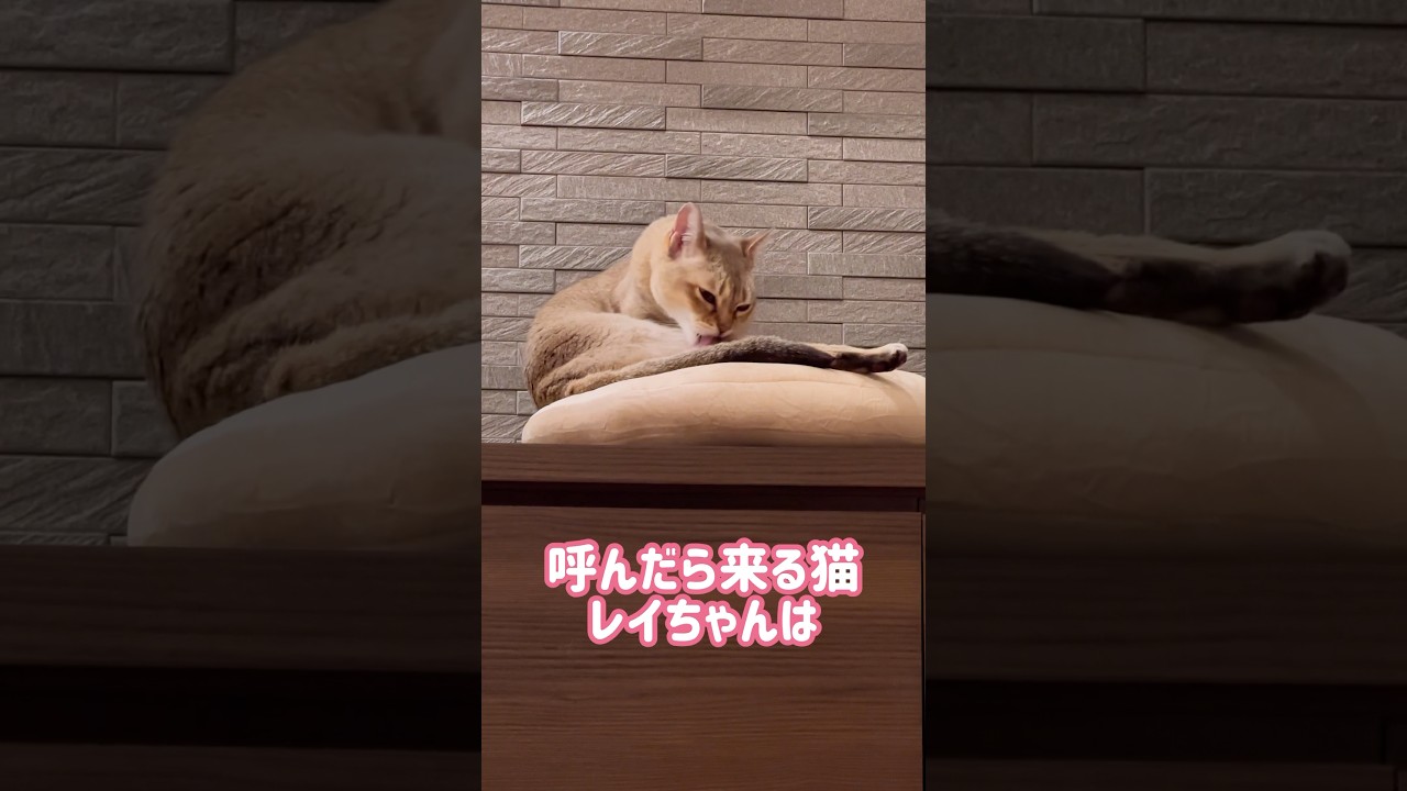 手を丸めるレイちゃん #シンガプーラ #cat #shorts