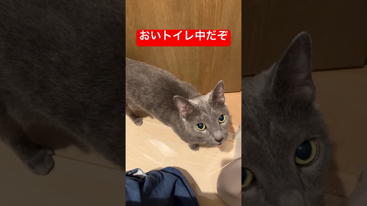 トイレ覗きに来る変態猫#猫 #ロシアンブルー #cat #russianblue
