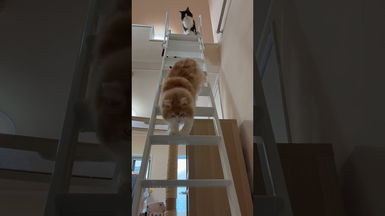 メインクーンはしごおりるよ #cat #メインクーン #猫 #ねこ