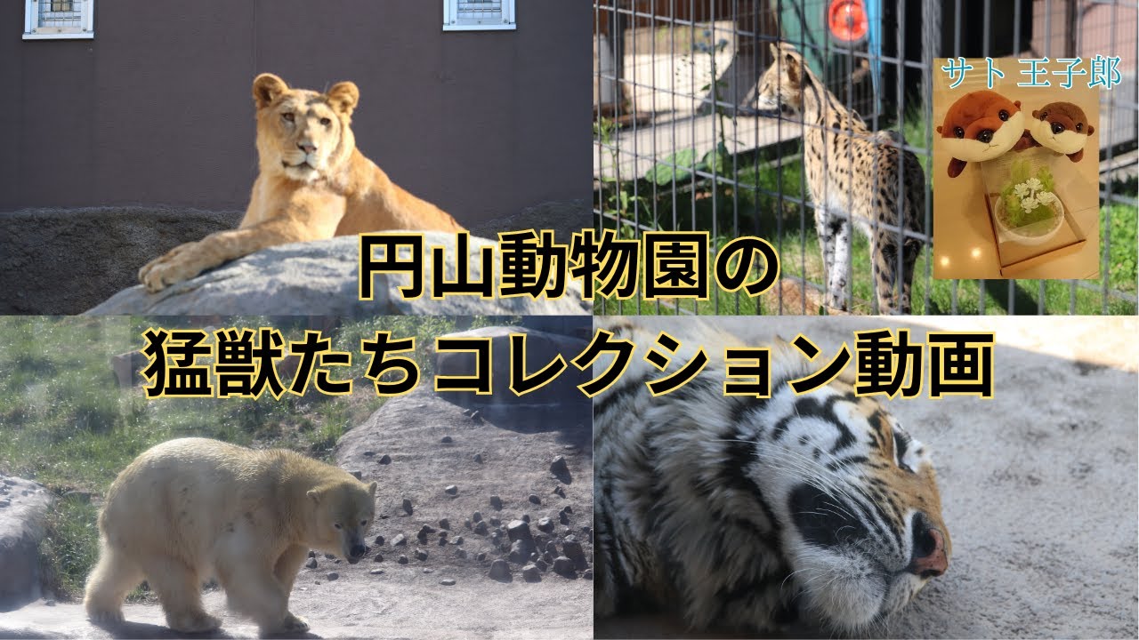 円山動物園の猛獣たちコレクション動画#円山動物園 #zoo #ベンガルトラ#ライオン#ホッキョクグマ#ヒグマ#サーバルキャット#ハイエナ