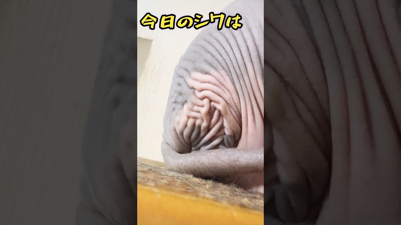 スフィンクス猫についての･･･#shorts#猫#cat #sphynx