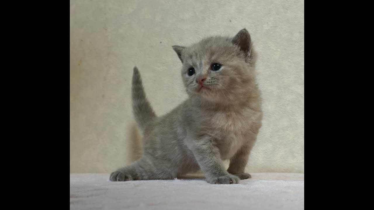 ブリティッシュショートヘアー子猫　British Shorthair　2024.8.3産まれ　ライラックトーティー　女の子　シーダキャット猫のお店