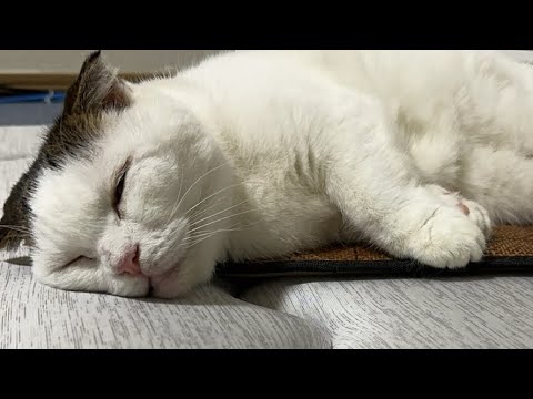 寝ててもかわいい猫ライブ配信中！