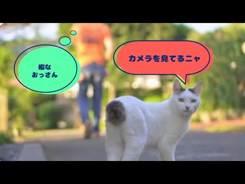 【さんぽねこのゆきちゃん】ジャパニーズ・ボブテイル┃ゆきちゃんと日課のお散歩｜静かな凪の相模湾｜いつもの日課のお散歩┃暇なおじさんサーファー┃無風の南熱海┃伊豆┃熱海┃長浜┃日本猫