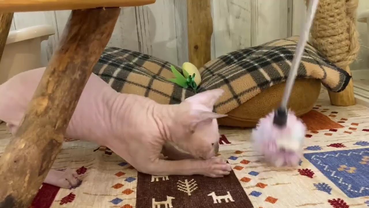 スフィンクス　女の子　2024/6/24生まれ