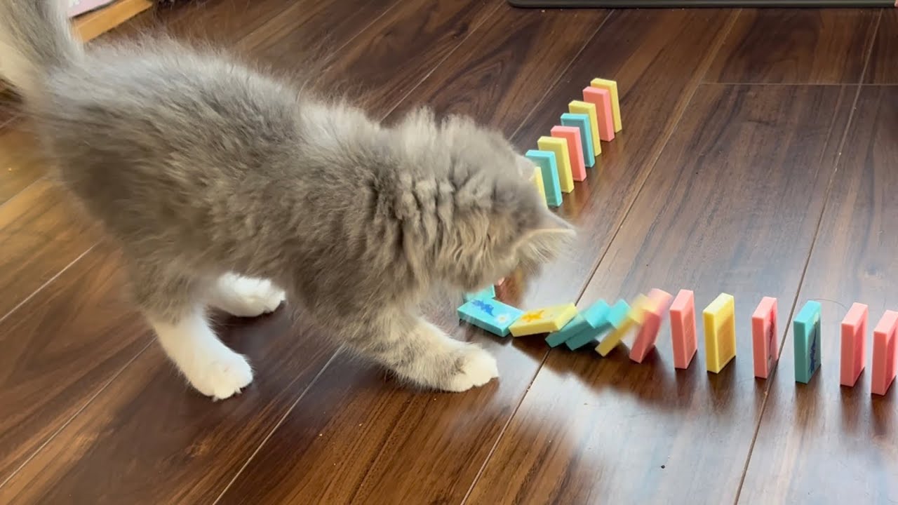 娘が並べたドミノを倒す猫　サイベリアン