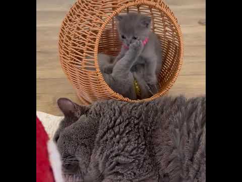 シャルトリュー 父猫はフランス外産血統、母猫はアメリカ 外産血統　ブルー（フワフワなダブルコート）