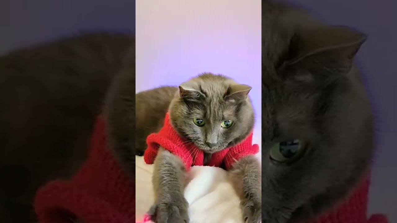 ИГРА С КОШКОЙ/CAT GAME/KORAT