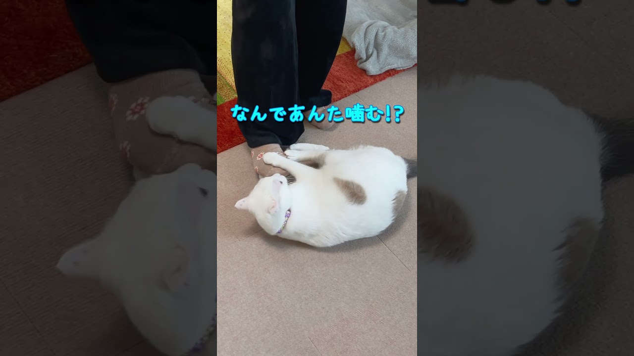 忙しいママに構ってほしくて駄々をこねる弟猫が可愛い