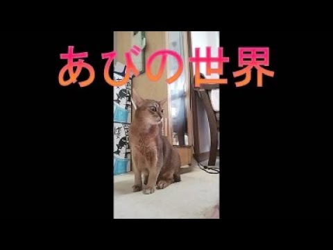 ネコ動画あび＃4071 　あびの毎日　アビシニアン　あび
