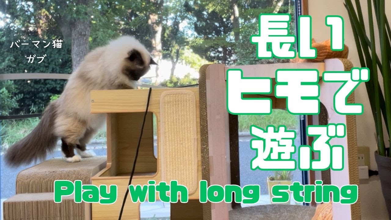 バーマン猫ガブとウリとラフ【長いヒモで遊ぶ】Play with long string（バーマン猫）Birman /Cat