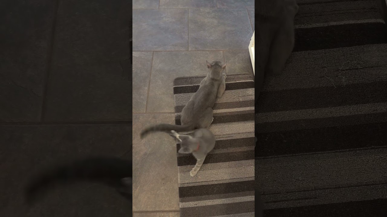 Momma Cat playing with her Kitten playing