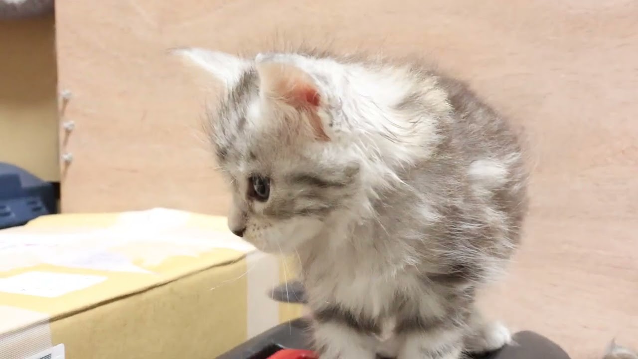 生後1ヶ月メインクーン子猫イディスちゃん