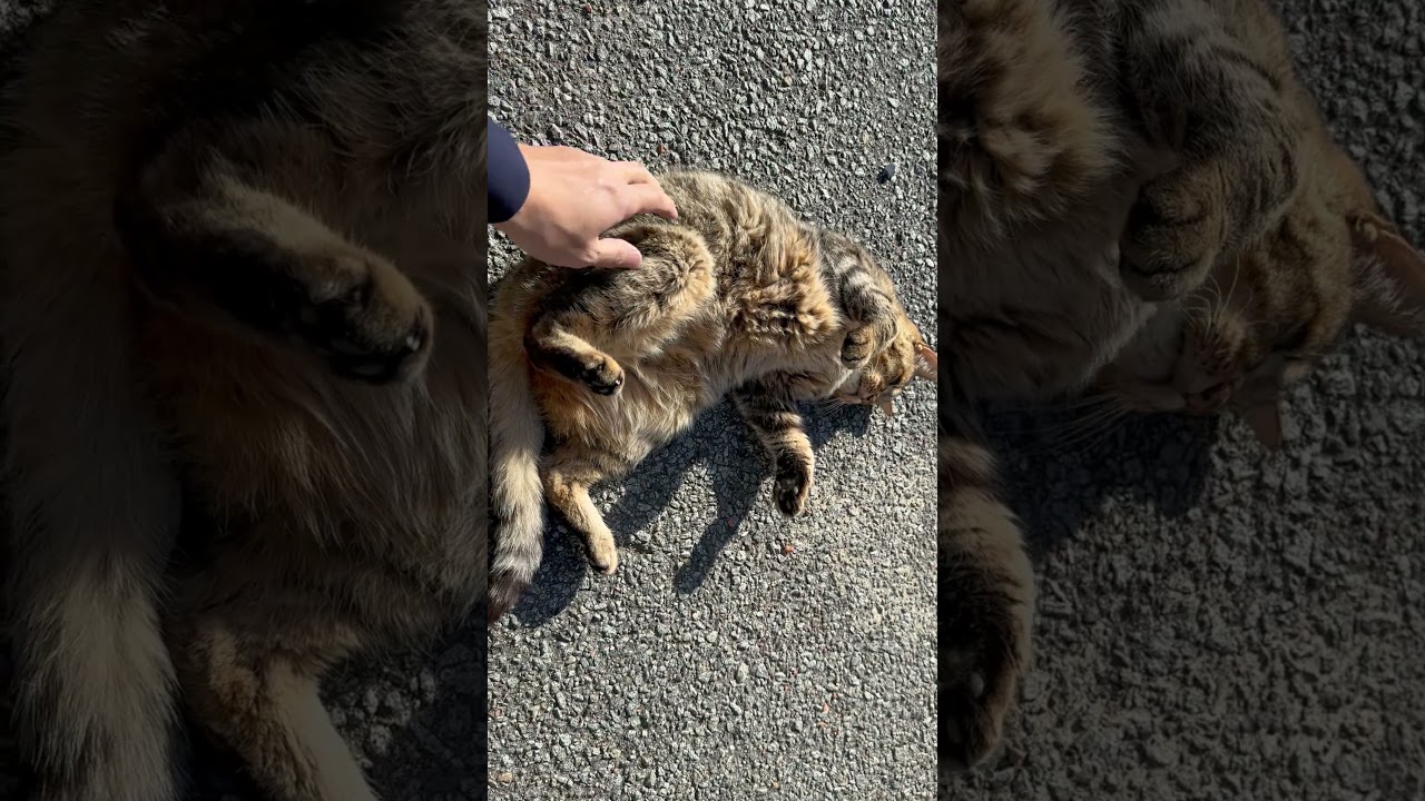 ヌシさん命日 #shorts