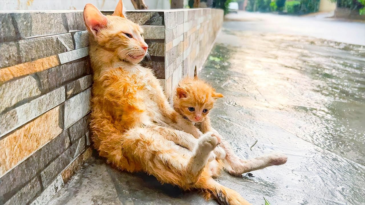 母親を救うために人間の助けを求める子猫。怯えながら男に近づき、恐怖と懇願の表情に涙が溢れる【感動】