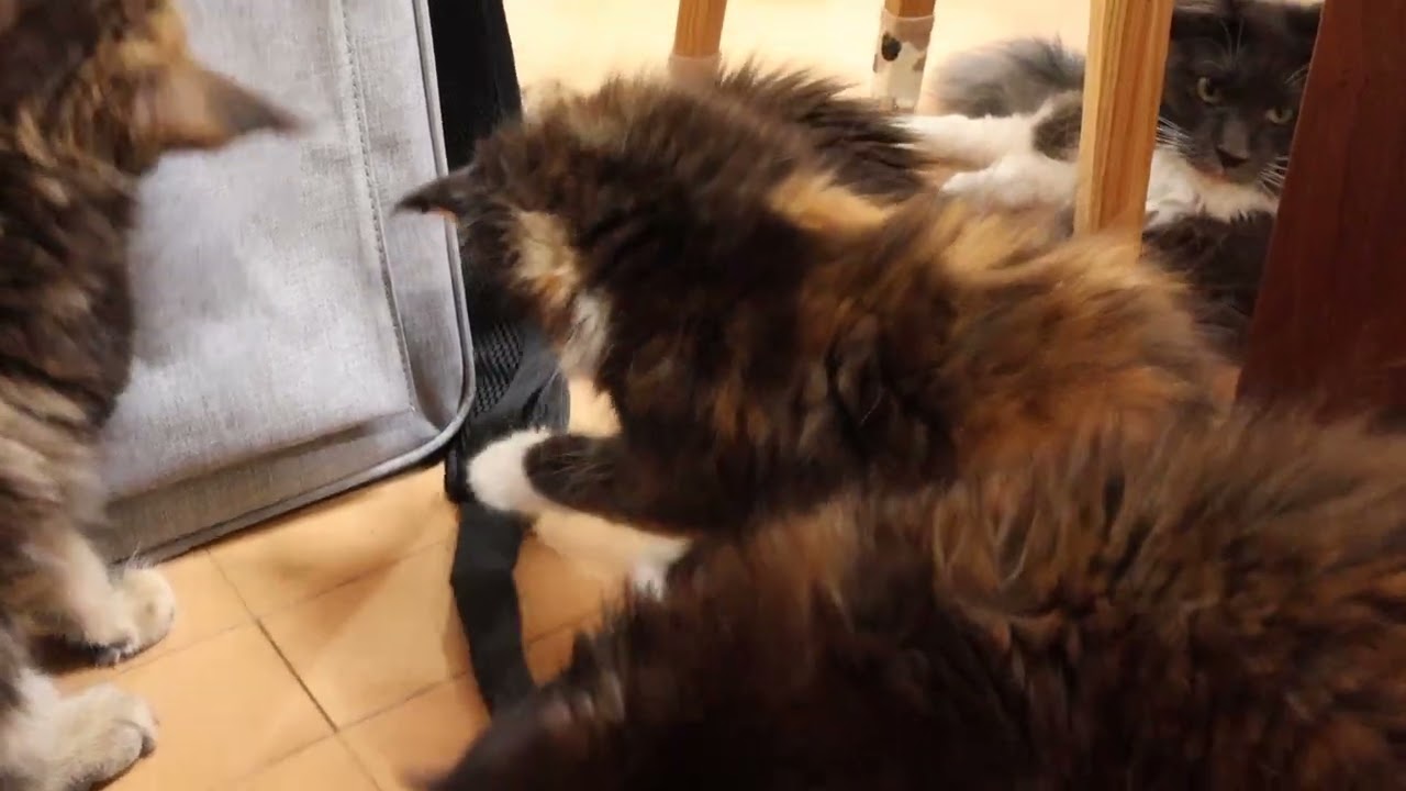 メインクーン子猫リリーちゃんお渡し