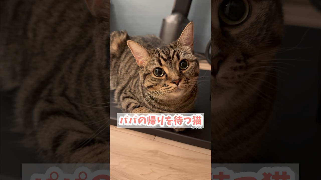 【猫動画】ドアの前でパパの帰りを待つ猫が可愛すぎる!! #shorts