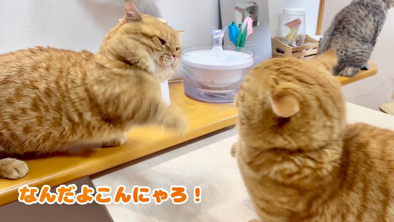 決して当たらないマンチカンパンチ、そして深まる謎の匂い