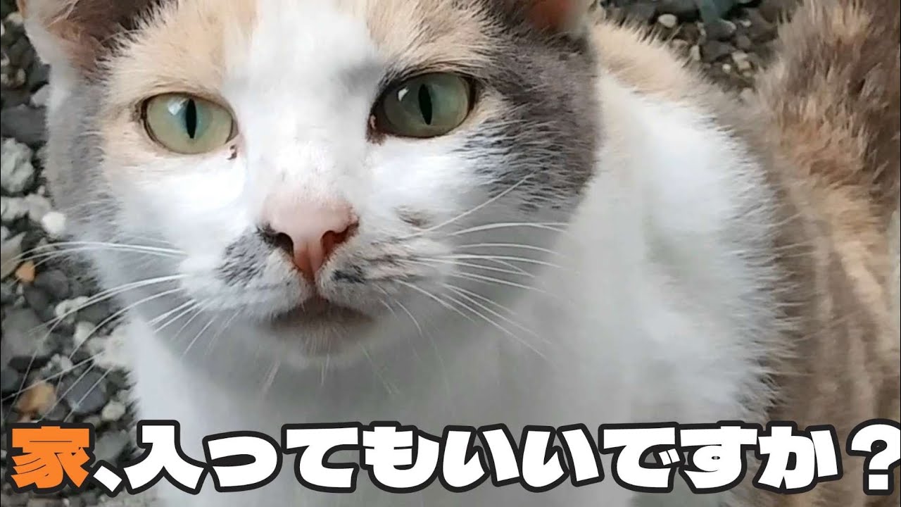 【５.野良三毛猫が家族になるまで】初めて家の中へ！さり際が超クールなミルクティーさん。