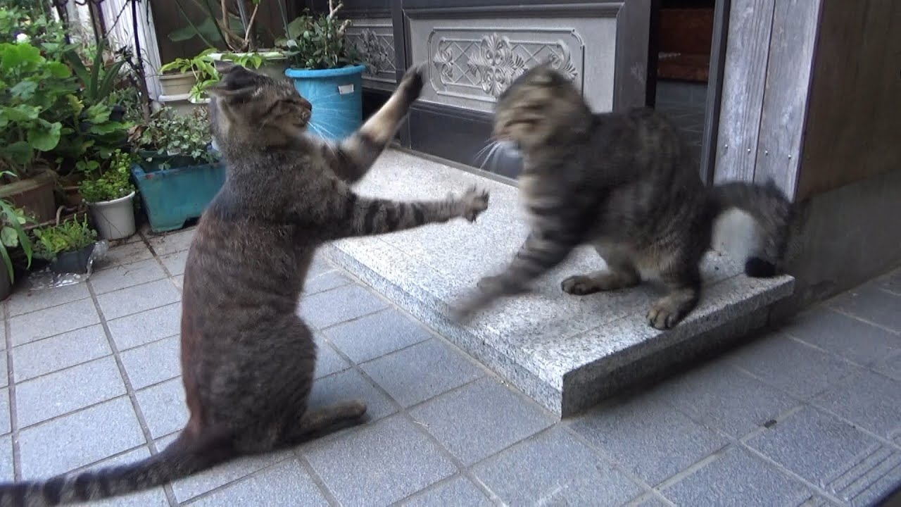 子猫時代から鍛えあげられた鋼のメンタルが凄い
