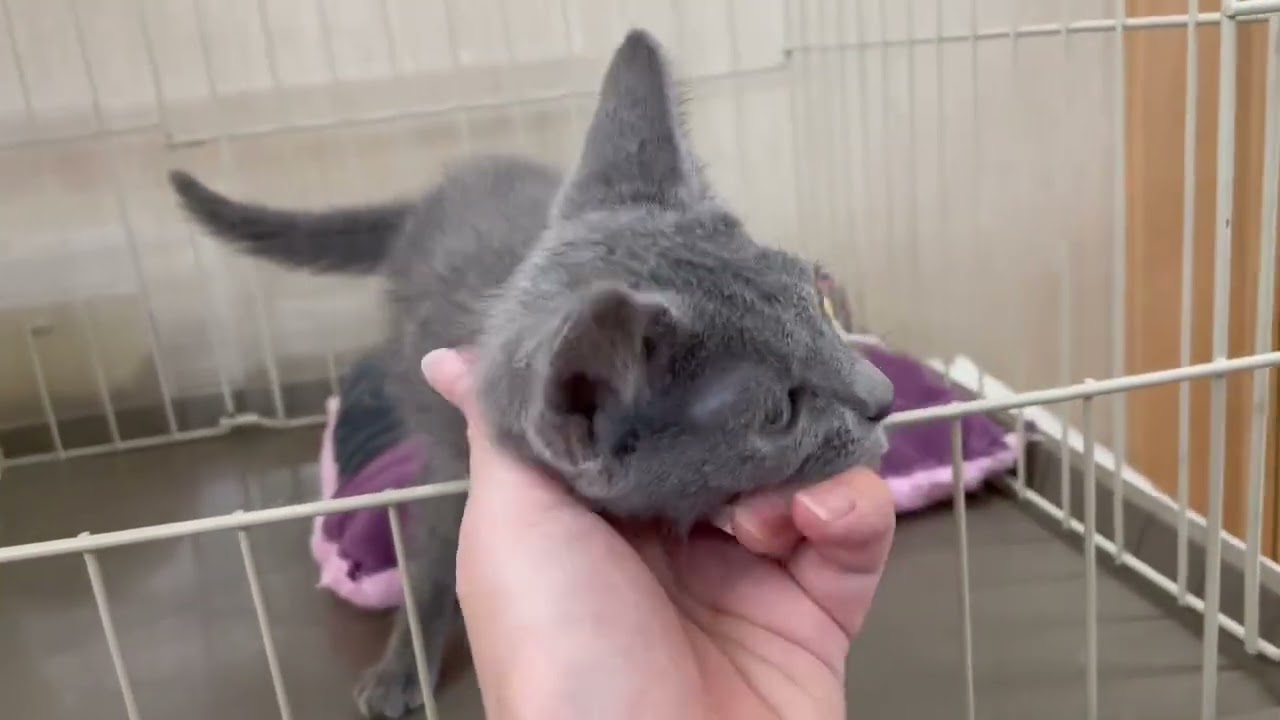 ロシアンブルー