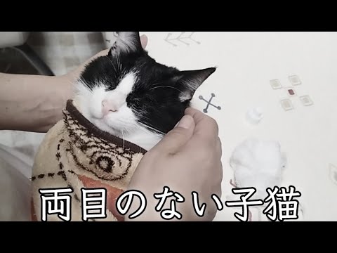 炎天下の中、親猫の亡骸の下に両目のない子猫がいた