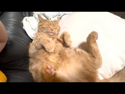 甘えん坊猫がソファで寝るとこんな感じになります…