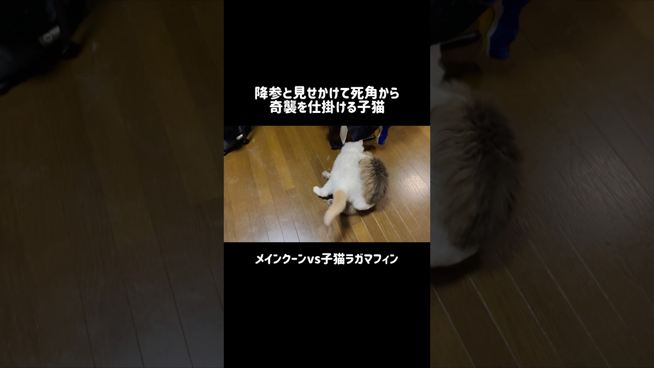 降参したと見せかけて死角から奇襲を仕掛ける子猫 #shorts