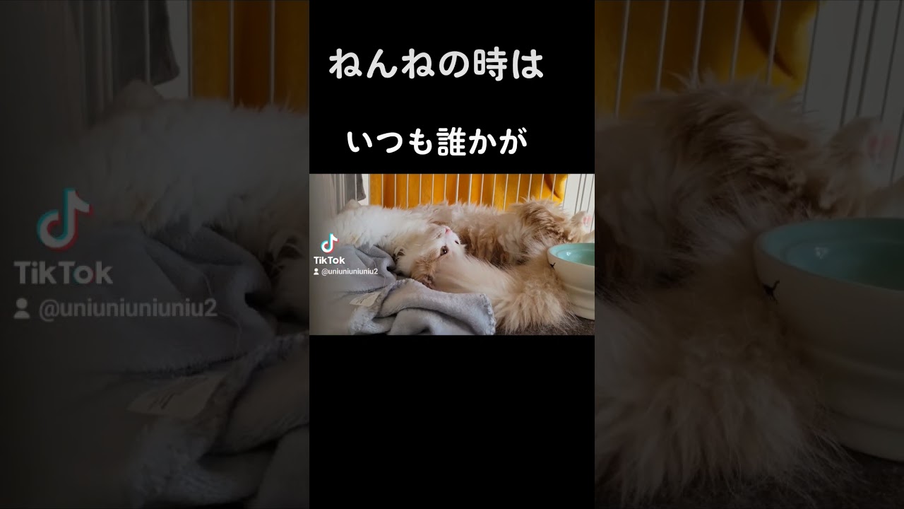 【子猫】やさしさに触れた猫 #ラガマフィン #猫動画 #cat #shorts