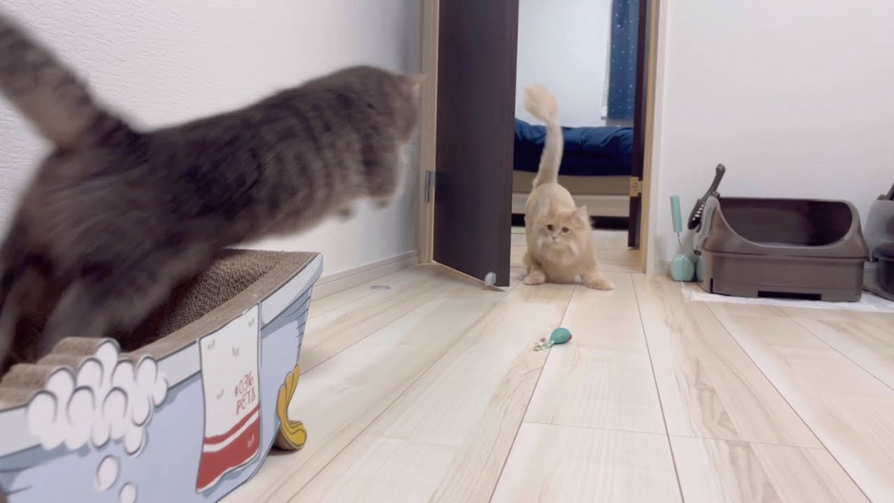 子猫が先住猫を遊びに誘い続けた結果...こうなりました